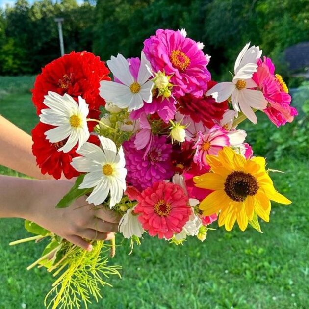 🌸 بدور الزهور والورود 🌿
